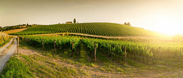 viñedos de toscana - sun sunlight italy florence italy fotografías e imágenes de stock