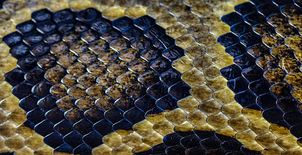 istock boa snake light effect shadow skin alive body 500121489