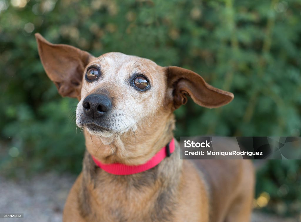 Old Dachshund Dog Elderly Dachshund (doxi) dog. Animal Stock Photo