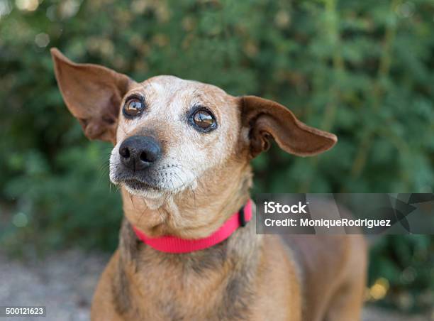 Old Dachshund Dog Stock Photo - Download Image Now - Animal, Animal Body Part, Animal Ear