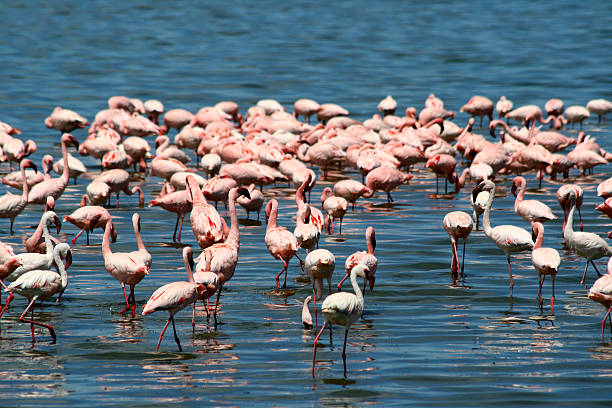 istock Flamingos in Africa 500121861