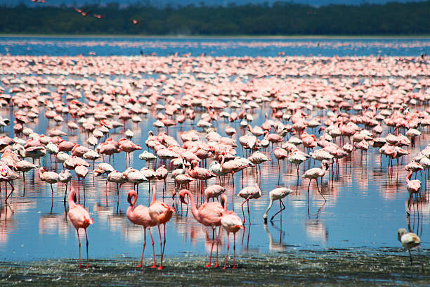 flamingos in afrika - lake nakuru stock-fotos und bilder