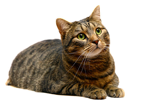 istock Large adult tabby cat on white 500122067