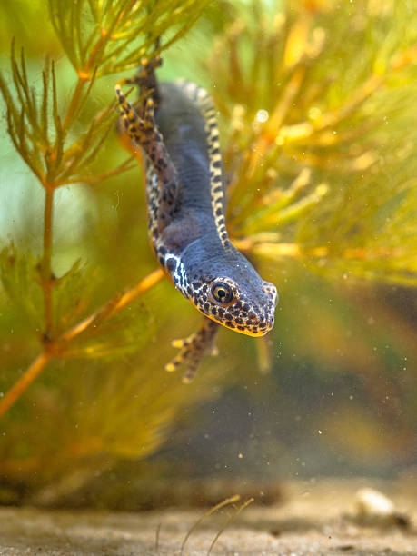 istock Submersed Alpine Newt resting in Vegetation 500122265