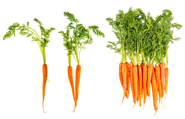 свежие морковь с зелеными листьями, изолированные на белом - carrot isolated white carotene стоковые фото и изображения