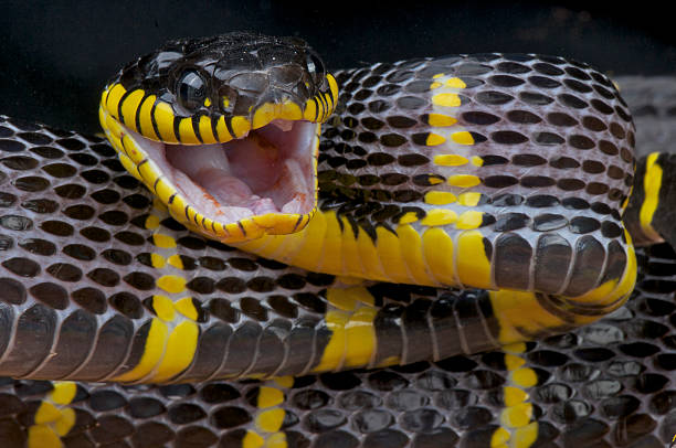 istock Mangrove snake / Boiga dendrophila 500123429