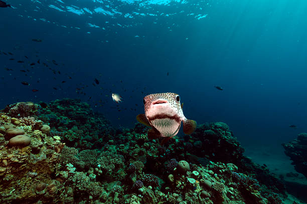 porcupinefish nel mar rosso. - porcupinefish foto e immagini stock