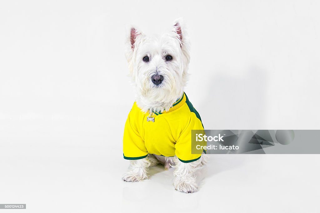 Brazilian west highland white terrier Brazilian west highland white terrier wearing a Brazilian team t-shirt ready for the championship. Dog Stock Photo