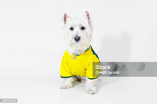 Brazilian West Highland White Terrier Stock Photo - Download Image Now - Dog, Brazil, Puppy