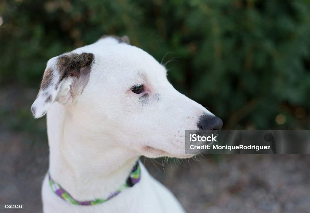Chien Beagle blanc Whippet - Photo de Animaux de compagnie libre de droits