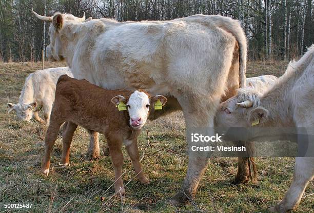 Milk Thief Stock Photo - Download Image Now - Agriculture, Animal, Animal Themes