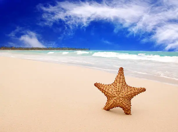 Caribbean beach and sun shining. Caribbean beach and large starfish.