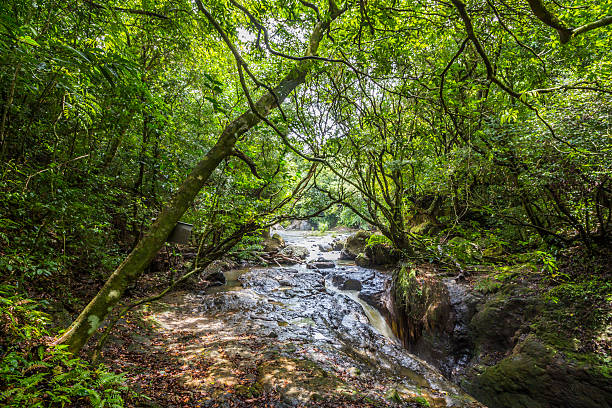 川のジャングルが魅力のパナマ - forest canal tropical rainforest river ストックフォトと画像