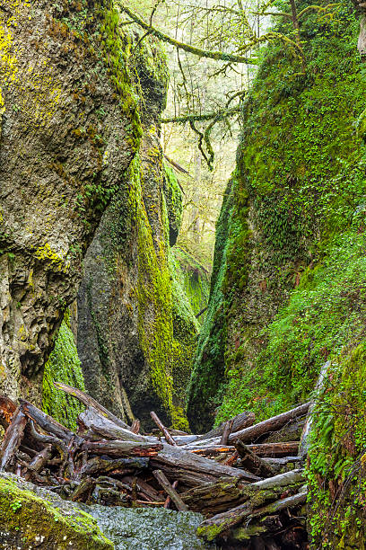 istock Oneonta Gorge in Multnomah Falls Area 500129448