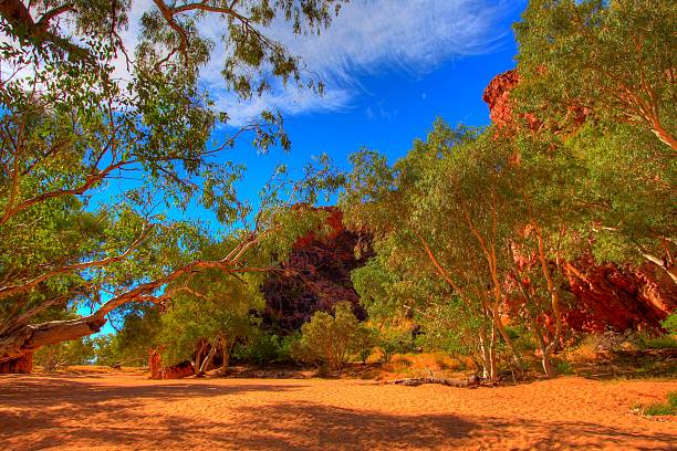 jessie abertura, macdonnell intervalos, austrália - northern territory macdonnell ranges australia eucalyptus imagens e fotografias de stock