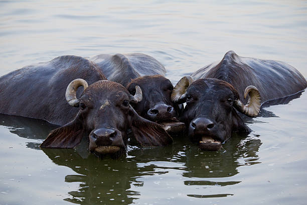 istock Three cows escape from heat in the river. 500130574