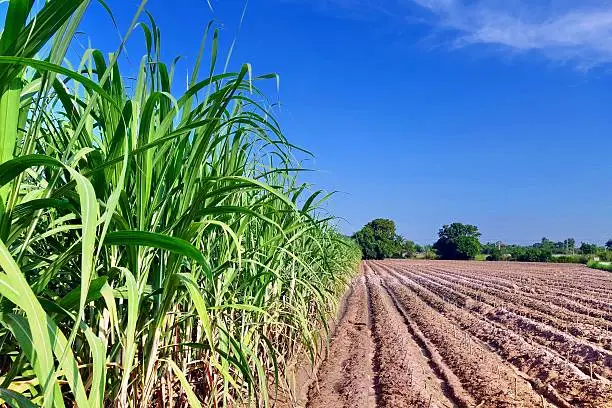 Sugarcane field with blue sky