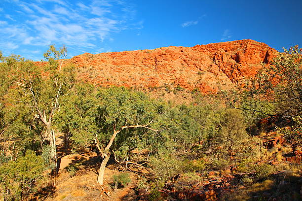 trephina gorge, austrália - northern territory macdonnell ranges australia eucalyptus imagens e fotografias de stock