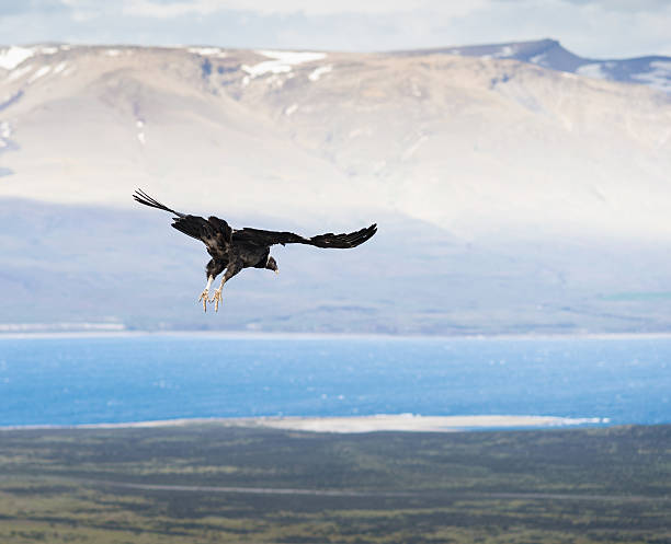 istock Flying Andean Condor in Patagonia, Chile 500131492