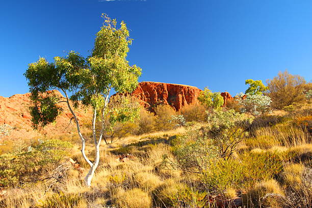 trephina gorge, austrália - northern territory macdonnell ranges australia eucalyptus imagens e fotografias de stock