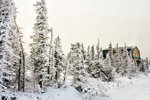 istock Snowy fir trees 500131592