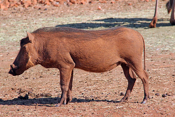 istock South Africa: Warthog near Krugersdorp 500132046
