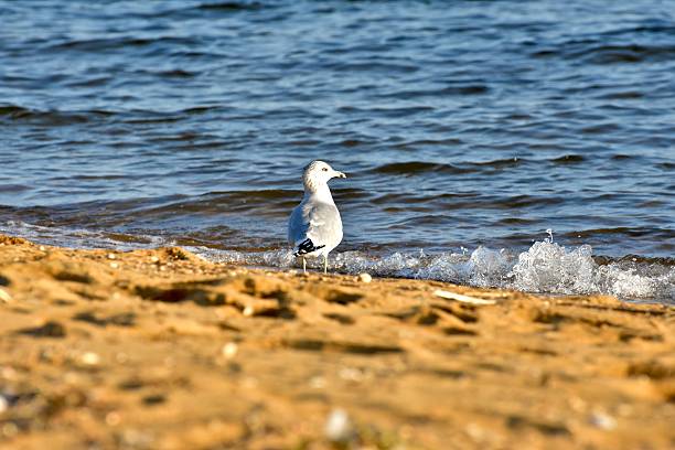 istock Seagull on the ocean beach 500132544