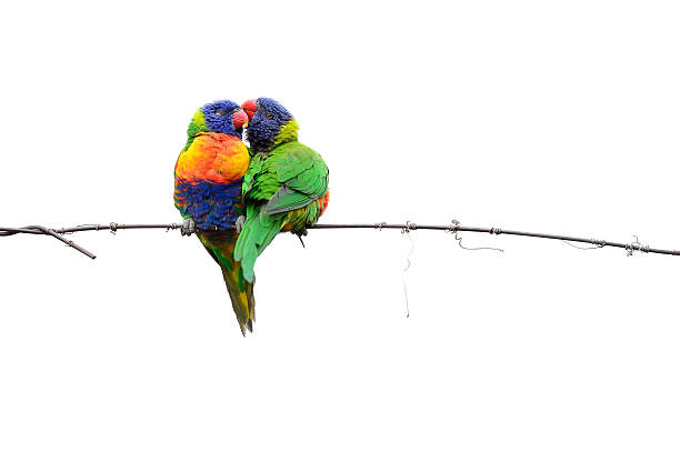 Lorikeets Kissing on the Wire Gorgeous moment between two Australian Lorikeets, on a single wire line. On white. lorikeet photos stock pictures, royalty-free photos & images