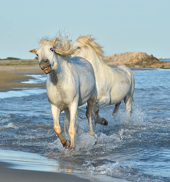 istock White Camargue Horses running on the water 500133178