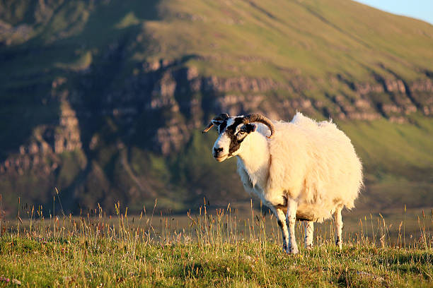 istock Kilmaluag Bluffs and Scottish Blackface Sheep 500133668