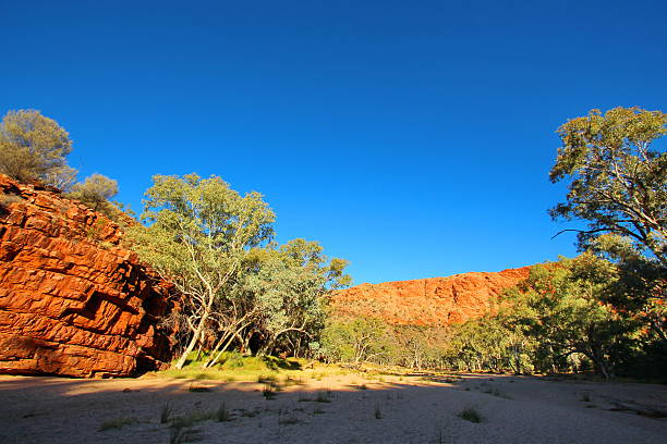 trephina gorge, austrália - northern territory macdonnell ranges australia eucalyptus imagens e fotografias de stock