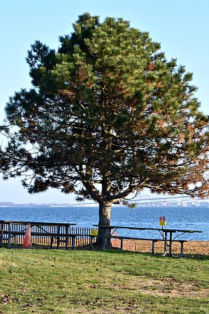 istock Pine tree with the bay in the background 500133778