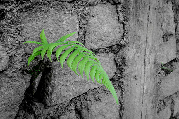istock The green plant growing in a stone wall 500134096