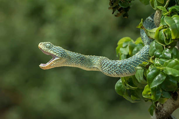 CalPhotos: Atheris squamigera; Green Bush Viper