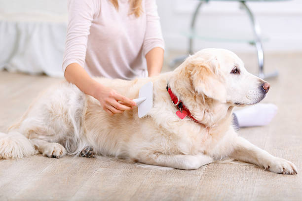 istock Pleasant woman having fun with a dog 500134350