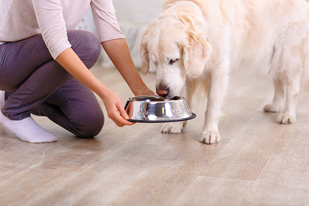istock Caring woman feeding the dog 500134608