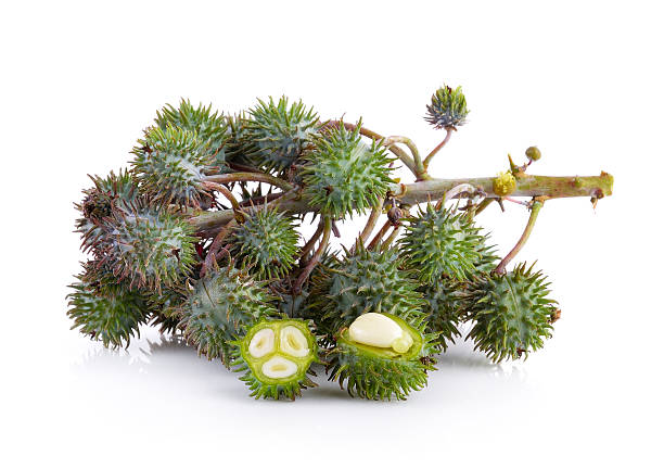 istock Castor oil plant on white background 500135212
