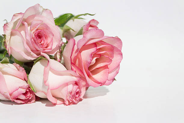 istock bouquet pink roses on white background 500135524
