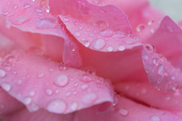 istock dew droplets on rose petals macro 500135632