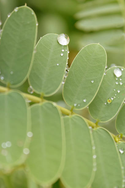istock dew drops on plant - water droplets on leaf 500135660