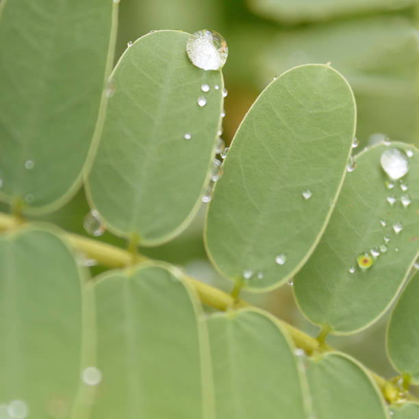 istock dew drops on plant - water droplets on leaf 500135682
