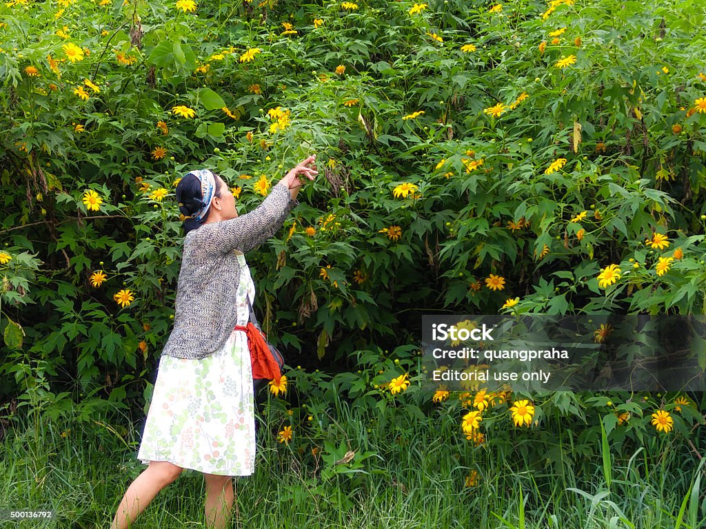 woman is relaxing with wild sunflowers bloom Lam Dong Province, Vietnam - November 7, 2015: in the dry season, wild sunflowers bloom everywhere on the plateau. A woman is relaxing with wild sunflowers bloom 2015 Stock Photo