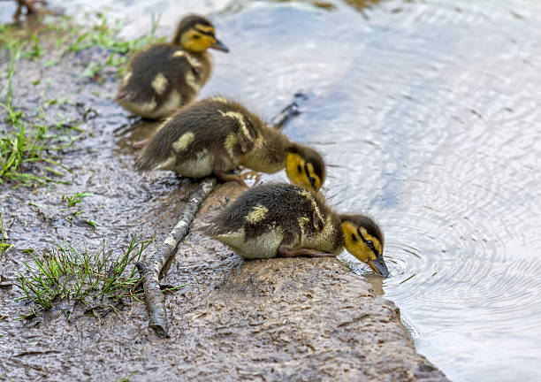 istock little duckling standing on shore of a lake 500143031