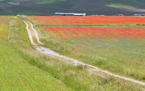 Colorful meadow and dirtroad at Castelluccio, Umbria Italy