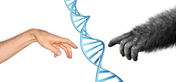 Human and gorilla hand reaching to touch, with a DNA spiral between them.