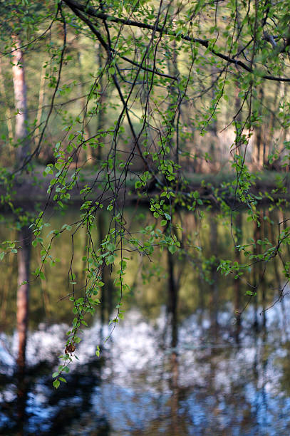 istock Birch branch close up the lake 500143597
