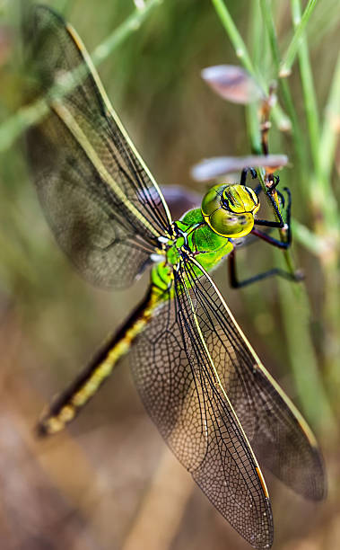 libélula verde - depredador photos et images de collection