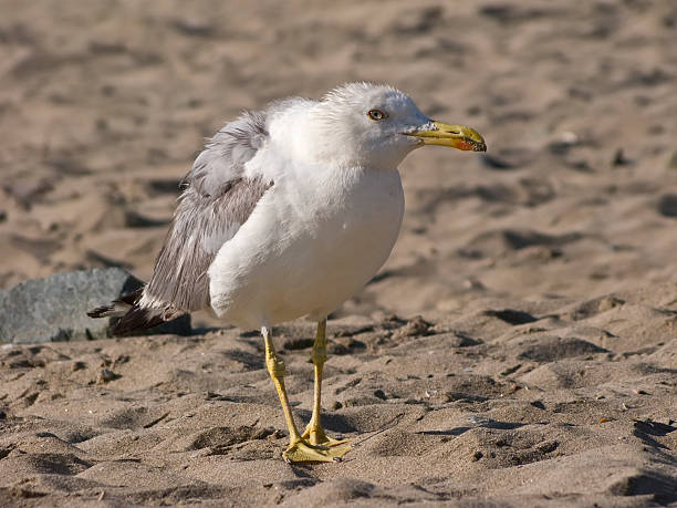 istock Seagull on a sandy coastline early in the morning 500143687