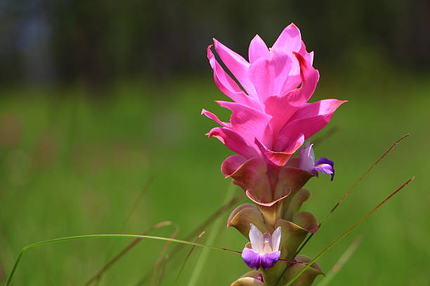 Beautiful Krajeaw flower, Tulip of Thailand stock photo