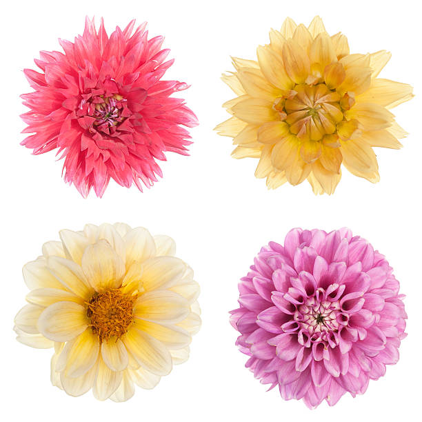 istock Variety chrysanthemum flowers 500144825